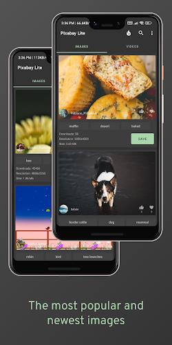 Pixabay Lite (images & videos) Captura de tela 4