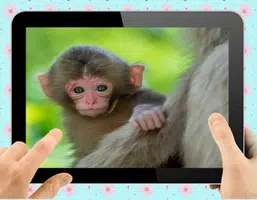 Baby Monkey スクリーンショット 1