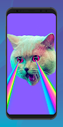 Schermata Funny MEME Wallpaper HD 4K 4
