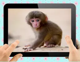 Baby Monkey スクリーンショット 2