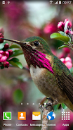 Hummingbirds Live Wallpaper Tangkapan skrin 4