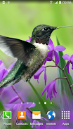 Hummingbirds Live Wallpaper Tangkapan skrin 2