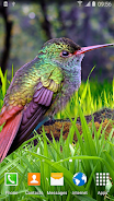 Hummingbirds Live Wallpaper Tangkapan skrin 3