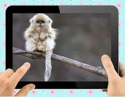Baby Monkey スクリーンショット 3